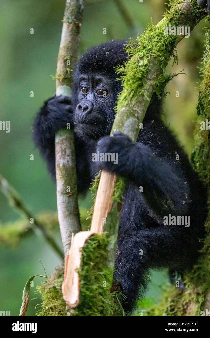 Ein einjähriges Baby-Gorilla-Spiel im Bwindi Impenetrable-Nationalpark Stockfoto