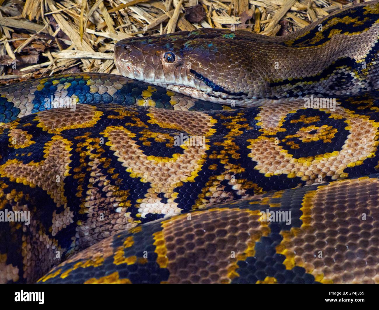 Netzpython Python reticulatus Nahaufnahme der Haut pattens Stockfoto