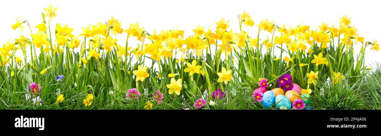 Wunderschöner Osterhintergrund mit Narzissen, grünem Gras, bunten Frühlingsblumen und Eiern isoliert auf weißem Hintergrund - Panorama, Banner Stockfoto