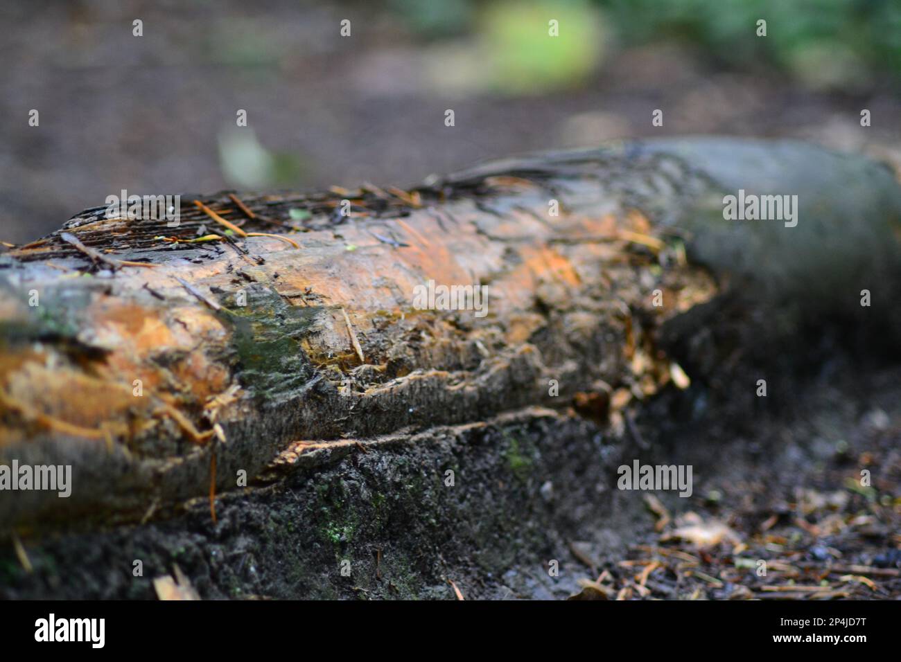 Verzeichnisbaum anmelden Stockfoto