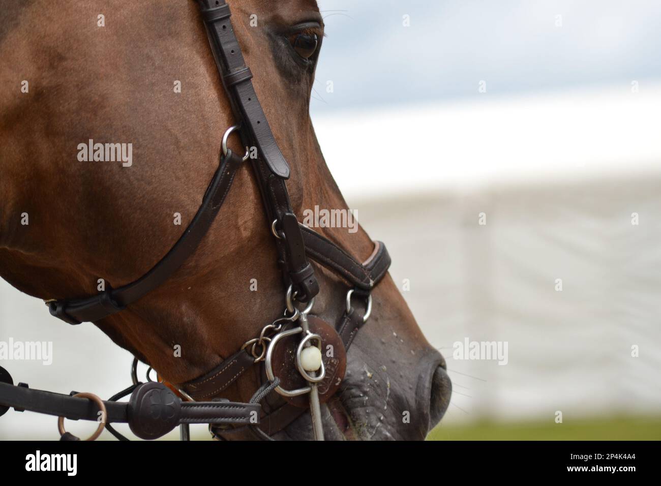Bay Horse Head und Zauber Stockfoto