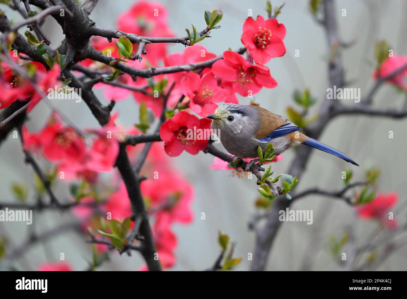 RENHUAI, CHINA - 6. MÄRZ 2023 - Ein Vogel ruht auf einem Krabbenzweig im Luming Park in Renhuai City, Provinz Guizhou im Südwesten Chinas, 6. März 2023. Stockfoto