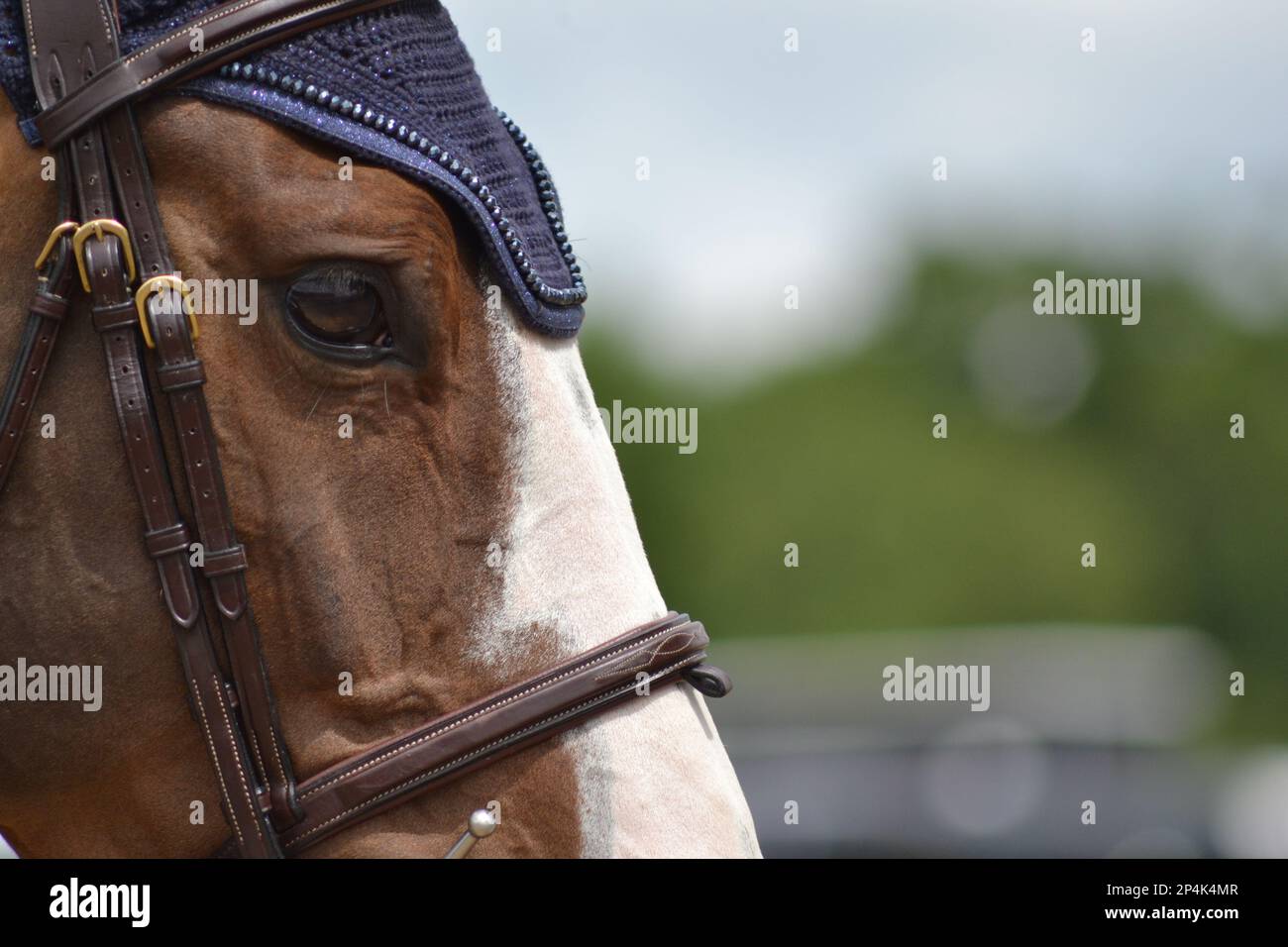 Pferdeauge Stockfoto