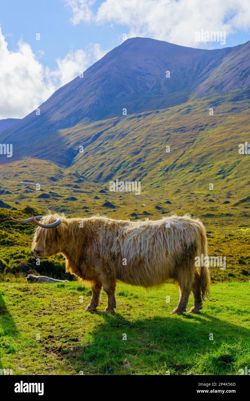 Blick auf eine Highland Cow auf der Isle of Skye, Innenhebriden, Schottland, Großbritannien Stockfoto