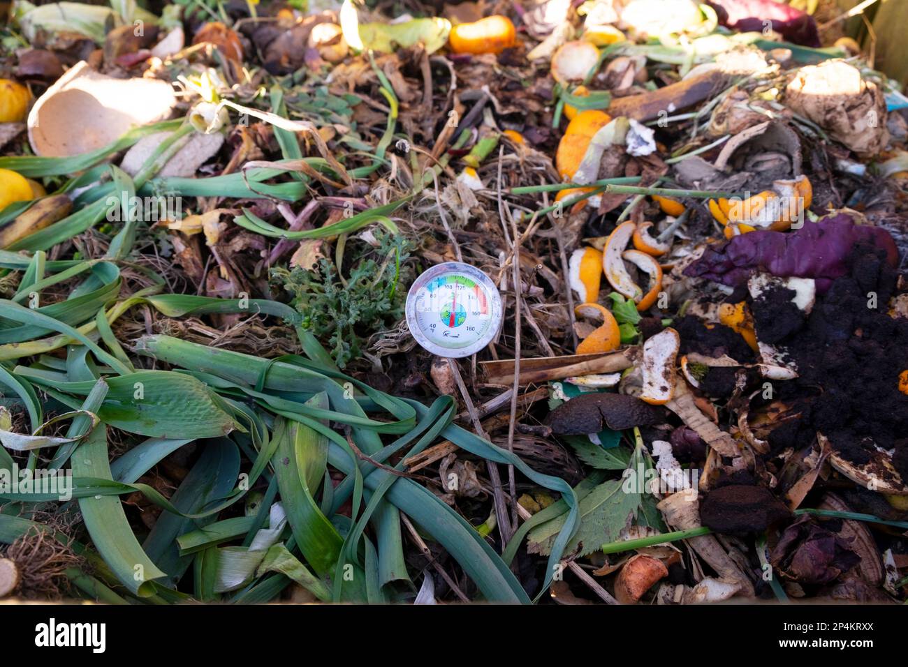 Thermometer, das im Komposthaufen zur Messung der Temperatur von Küchenabfällen im März 2023 in Carmarthenshire Wales UK UK KATHY DEWITT feststeckte Stockfoto