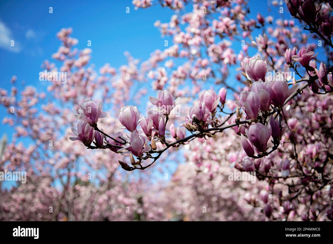 Magnolien im Enid A. Haupt Garden am Smithsonian Castle in Washington D.C. Stockfoto