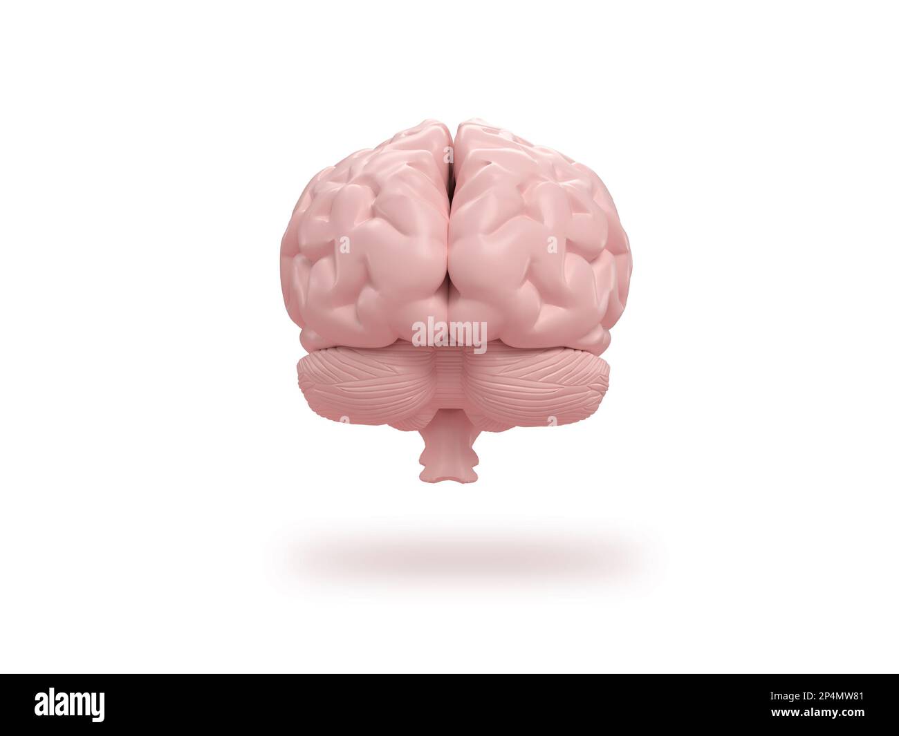 Menschliches Gehirn frontal auf isometrischem weissen Hintergrund. 3D-Rendering. Stockfoto