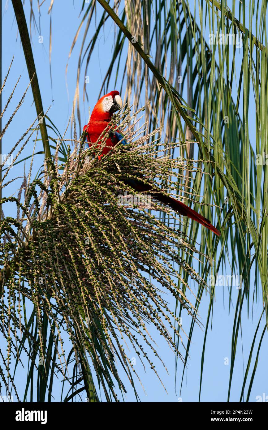 Scharlachrote Macaw (Ara macao), Obst auf Bäumen, Manu-Nationalpark, peruanischer Amazonas, Peru Stockfoto