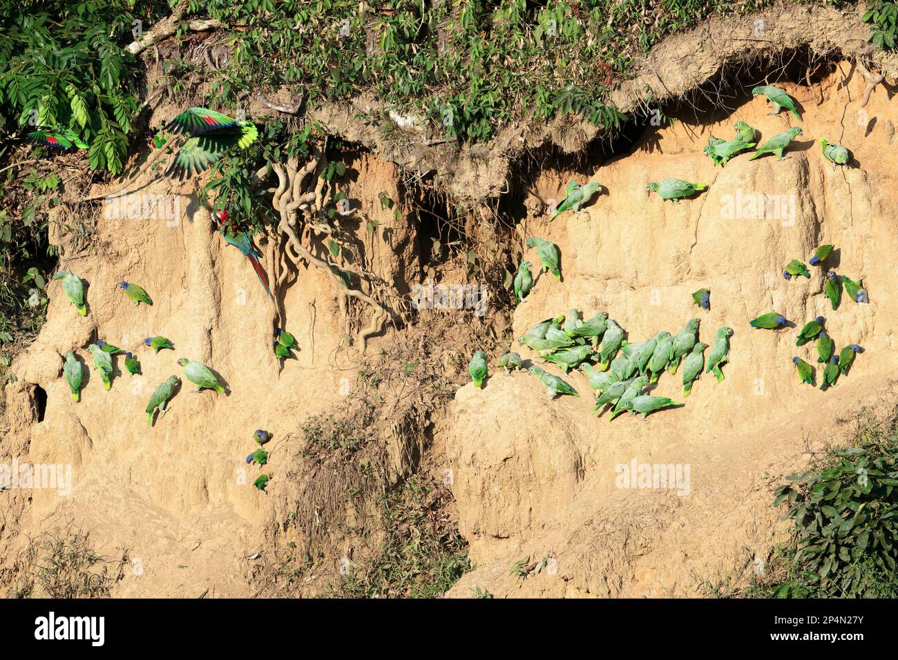Andensittiche (Bolborhynchus orbygnesius) und Blaukopfpapageien (Pionus menstruus) bei Clay Lack, Manu-Nationalpark, peruanischer Amazonas, Peru Stockfoto