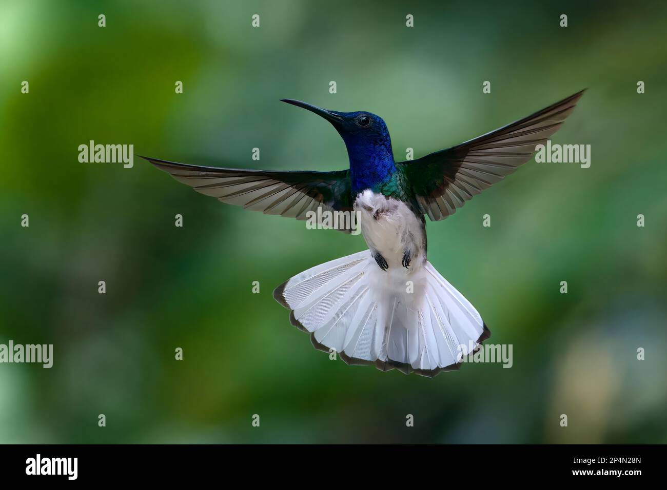 Männchen Weißer Hals Jacobin (Florisuga Mellivora) im Flug, Manu Nationalpark Nebelwald, Peru Stockfoto