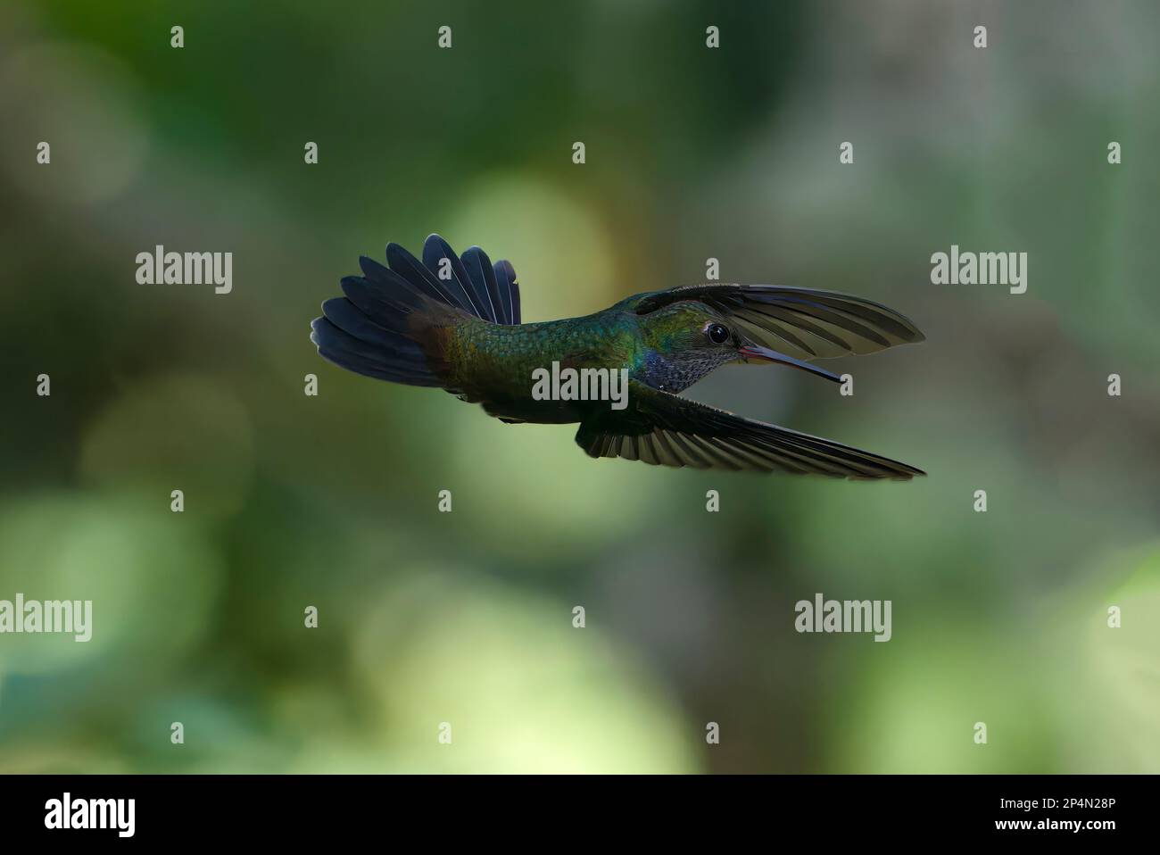 Weibliche weiße Jacobin (Florisuga Mellivora) im Flug, Manu Nationalpark Nebelwald, Peru Stockfoto