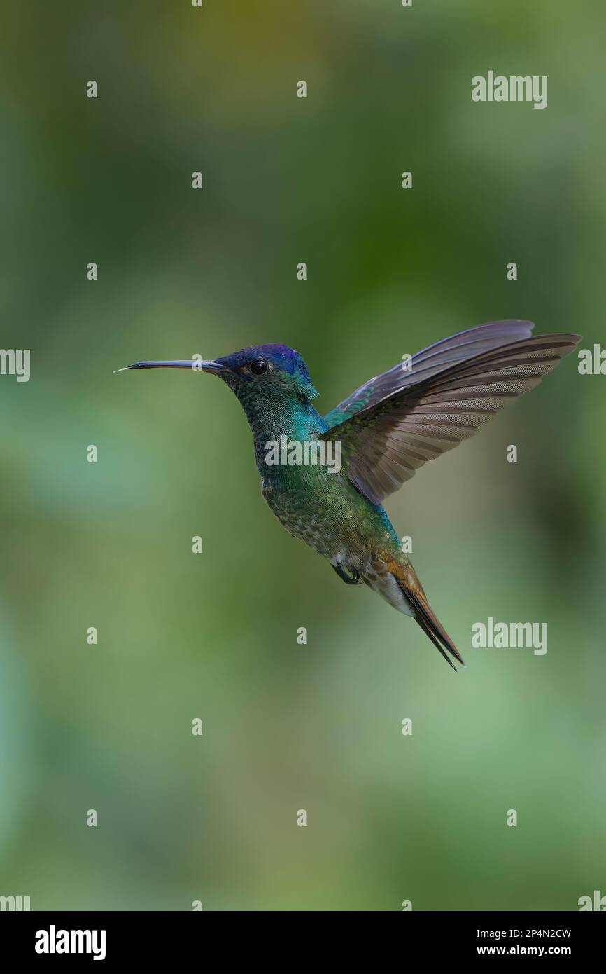 Goldschwanz-Sapphire (Chrysuronia oenone) im Flug, Manu-Nationalpark, Peruanischer Amazonas-Cloud-Wald, Peru Stockfoto