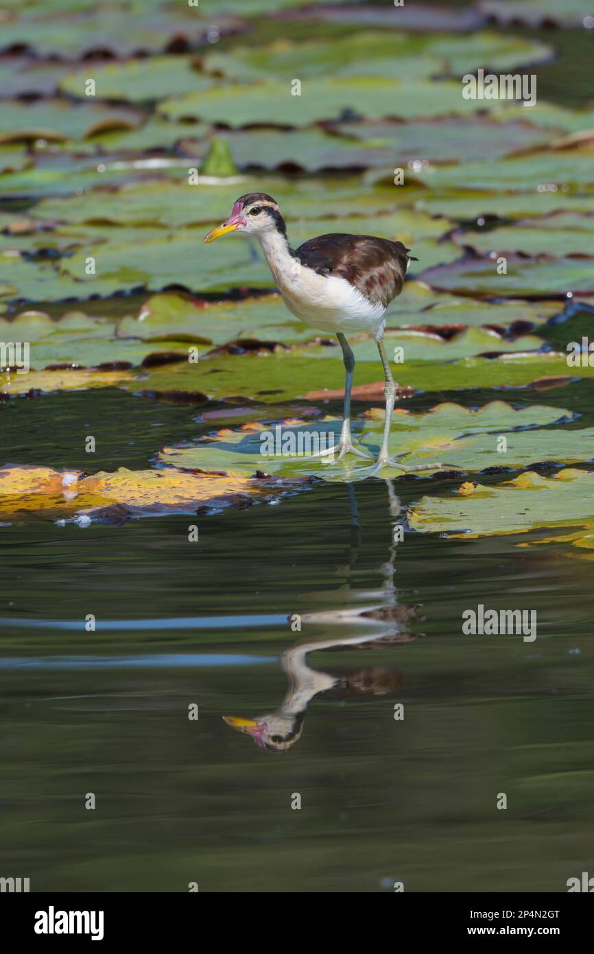 Juvenile Wattled Jacana (Jacana Jacana) Walking on Waterlilies Leaves, Manu National Park, peruanischer Amazonas, Peru Stockfoto