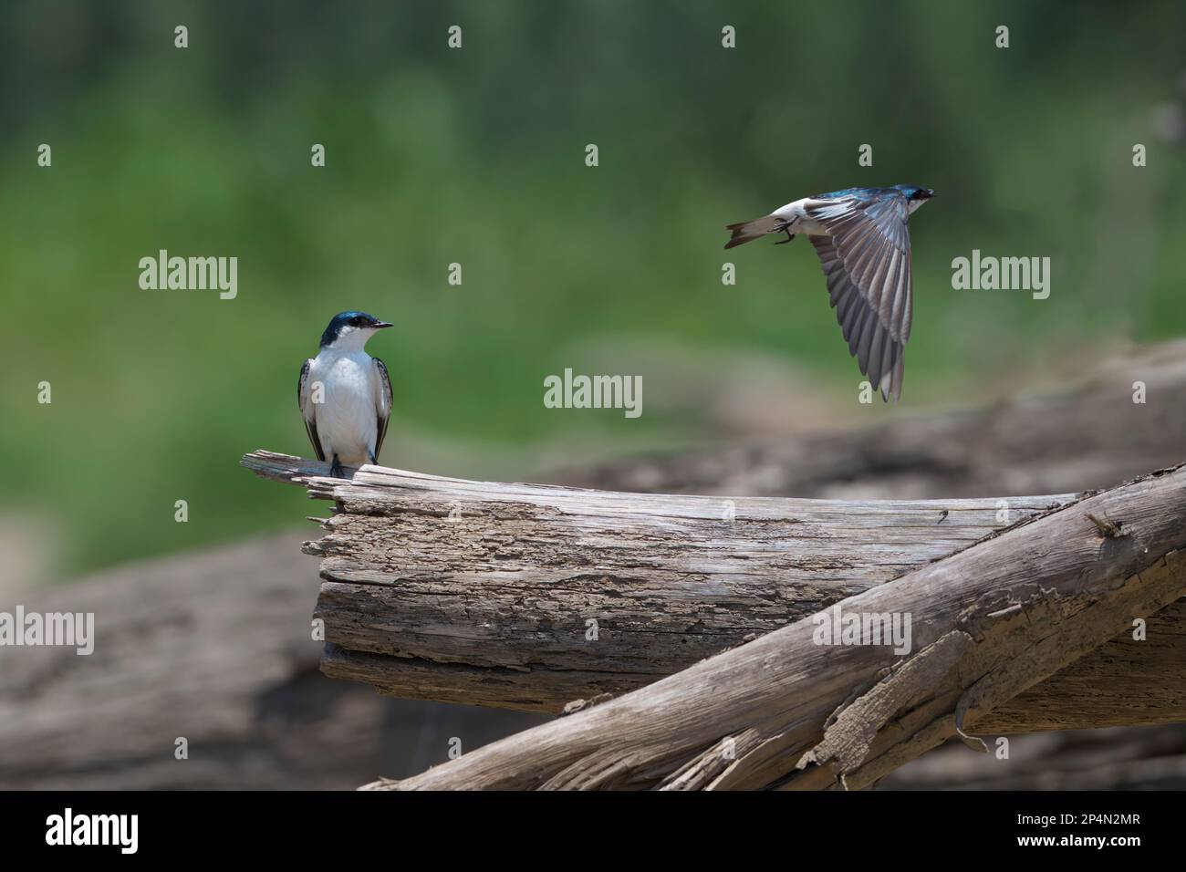 Weißflügelschwalben (Tachycineta albiventer), Nationalpark Manu, Peruanischer Amazonas, Peru Stockfoto