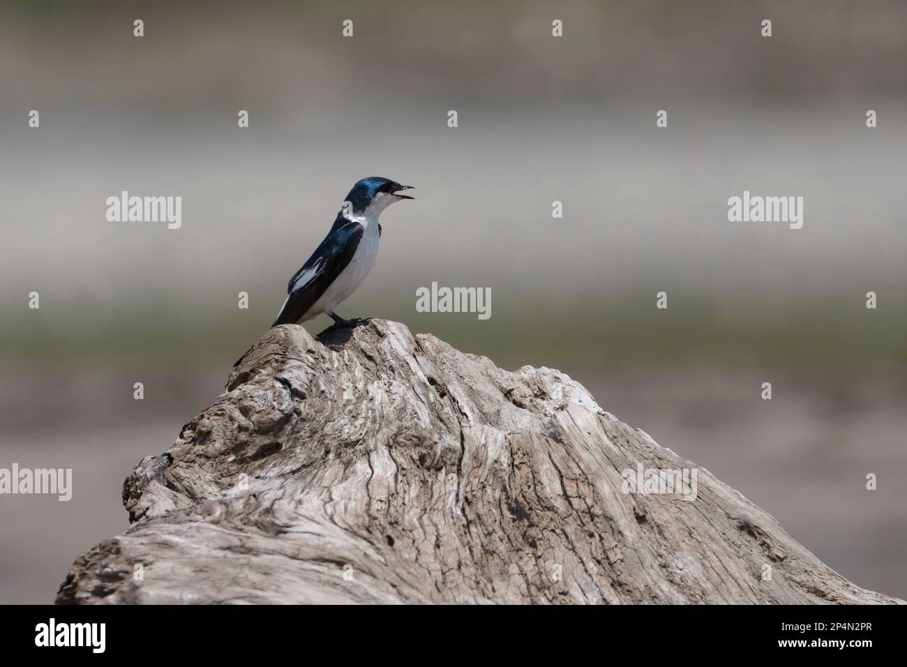 Weißflügelschwalbe (Tachycineta albiventer), Nationalpark Manu, Peruanischer Amazonas, Peru Stockfoto