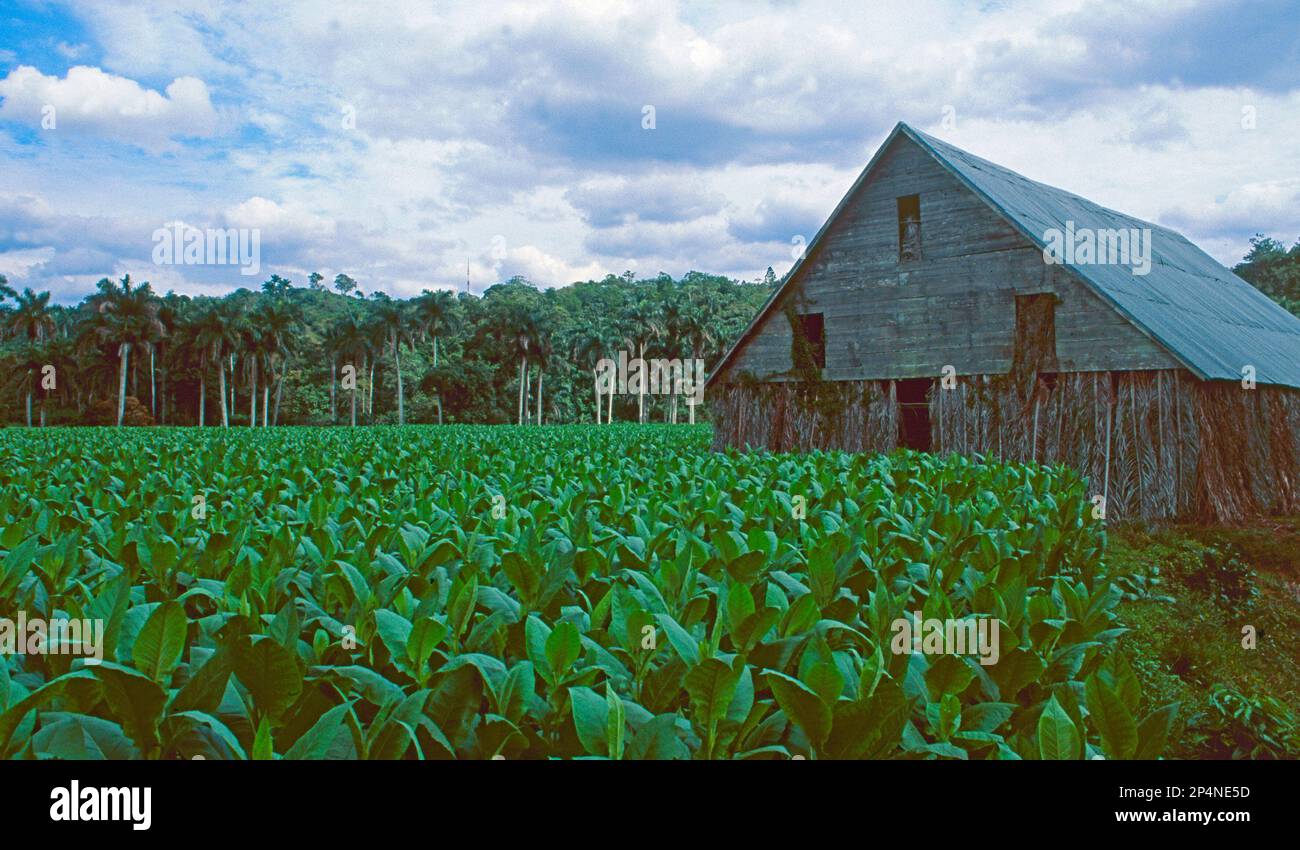 Kuba: Tabakplantagen Landschaft in Vinales in der Nähe von Pinar del Rio Stockfoto