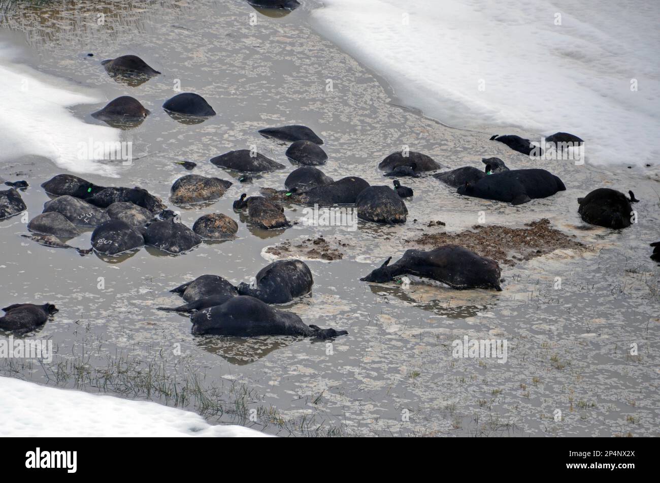 FILE This Oct. 10, 2013 file aerial photo shows dead cattle in an