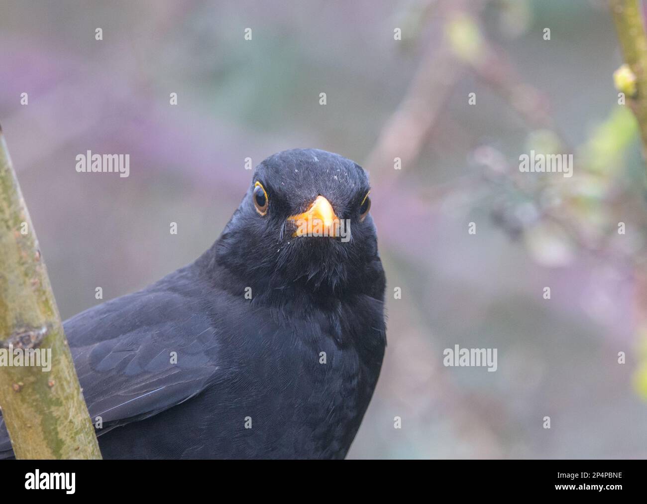 Männlicher Schwarzvogel (Turdudmerula) Stockfoto