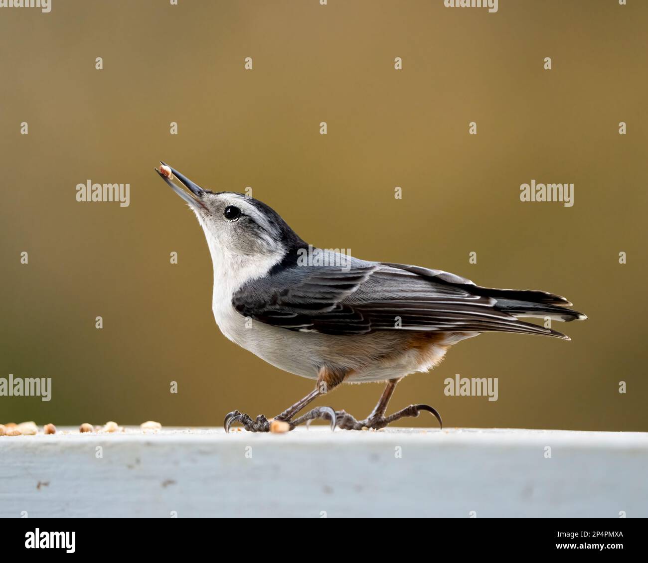 Eine Nahaufnahme eines weißbrüchigen Nuthatch befindet sich auf einem Geländer, der Erdnüsse isst Stockfoto