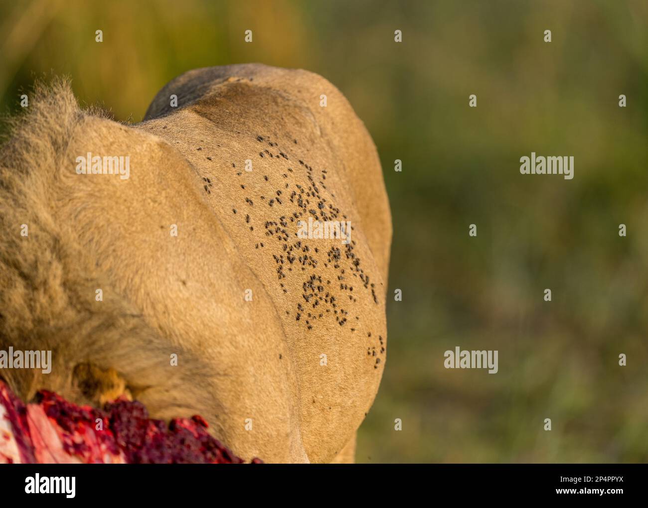 Fliegen Sie auf männlichen Löwen, die sich in botswana moremi von Bfallo-Kadaver ernähren Stockfoto