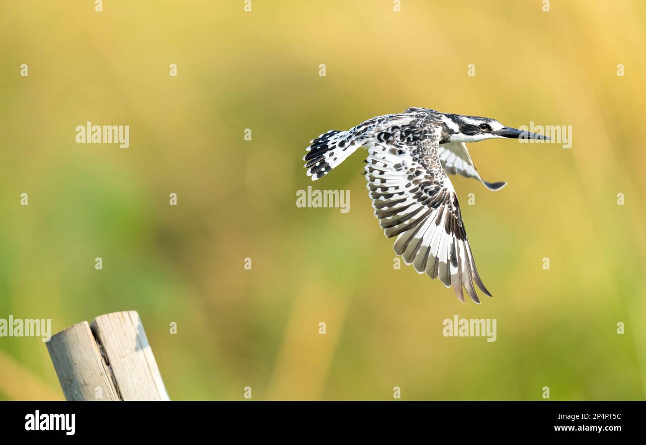 Im Botswana Moremi Okawango Delta streichelte Kingfisher mit wunderschönem grünen goldenen Hintergrund Stockfoto