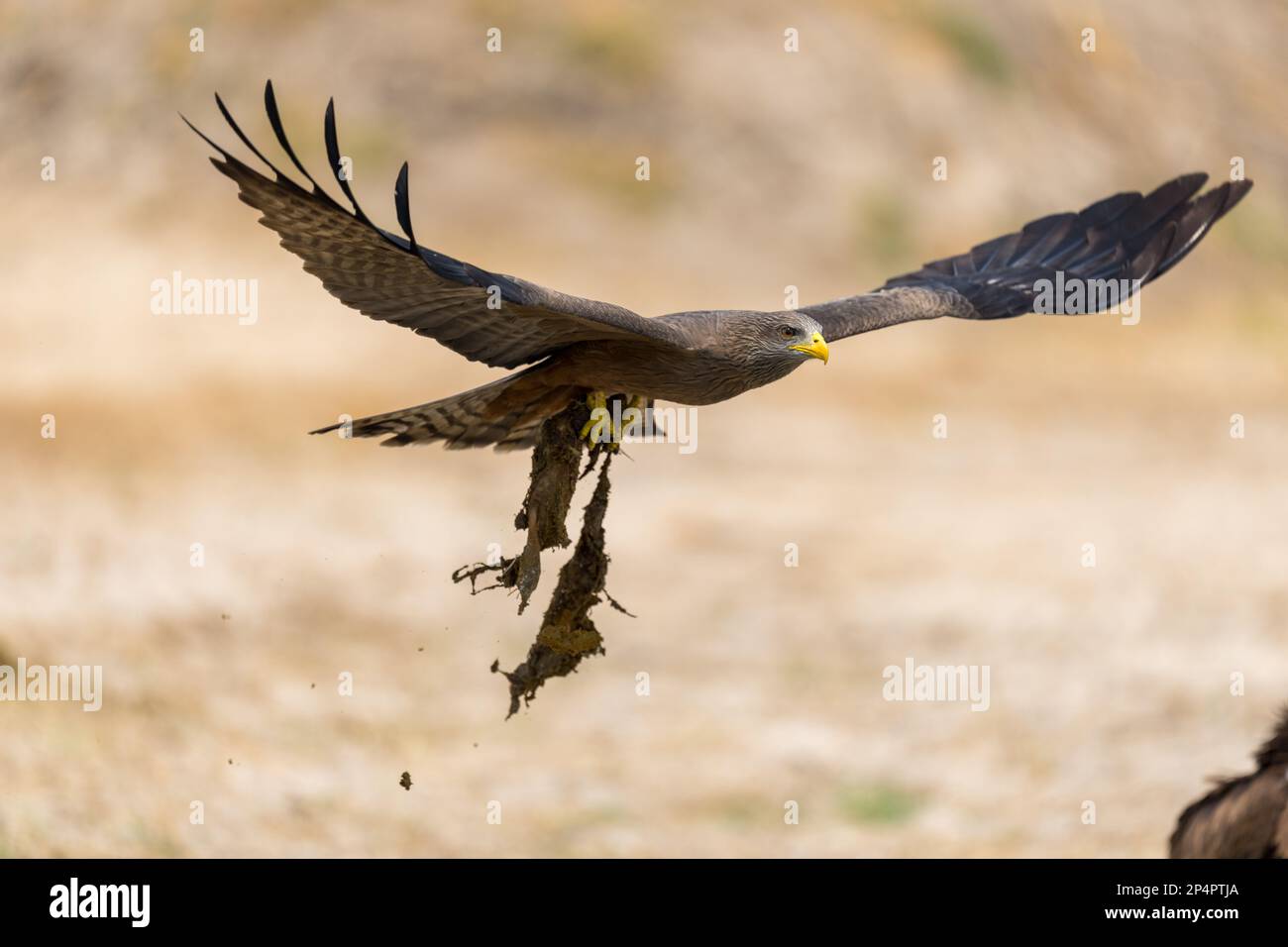 Drachen holen sich ein Treffen von einem Löwenbüffel in Botswana Moremi Stockfoto