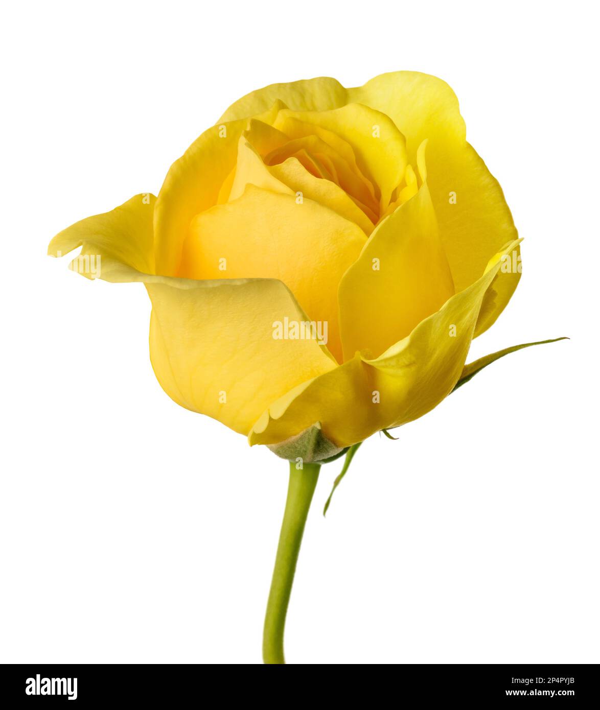 Gelbe Rose Blume auf weißem Hintergrund Stockfoto