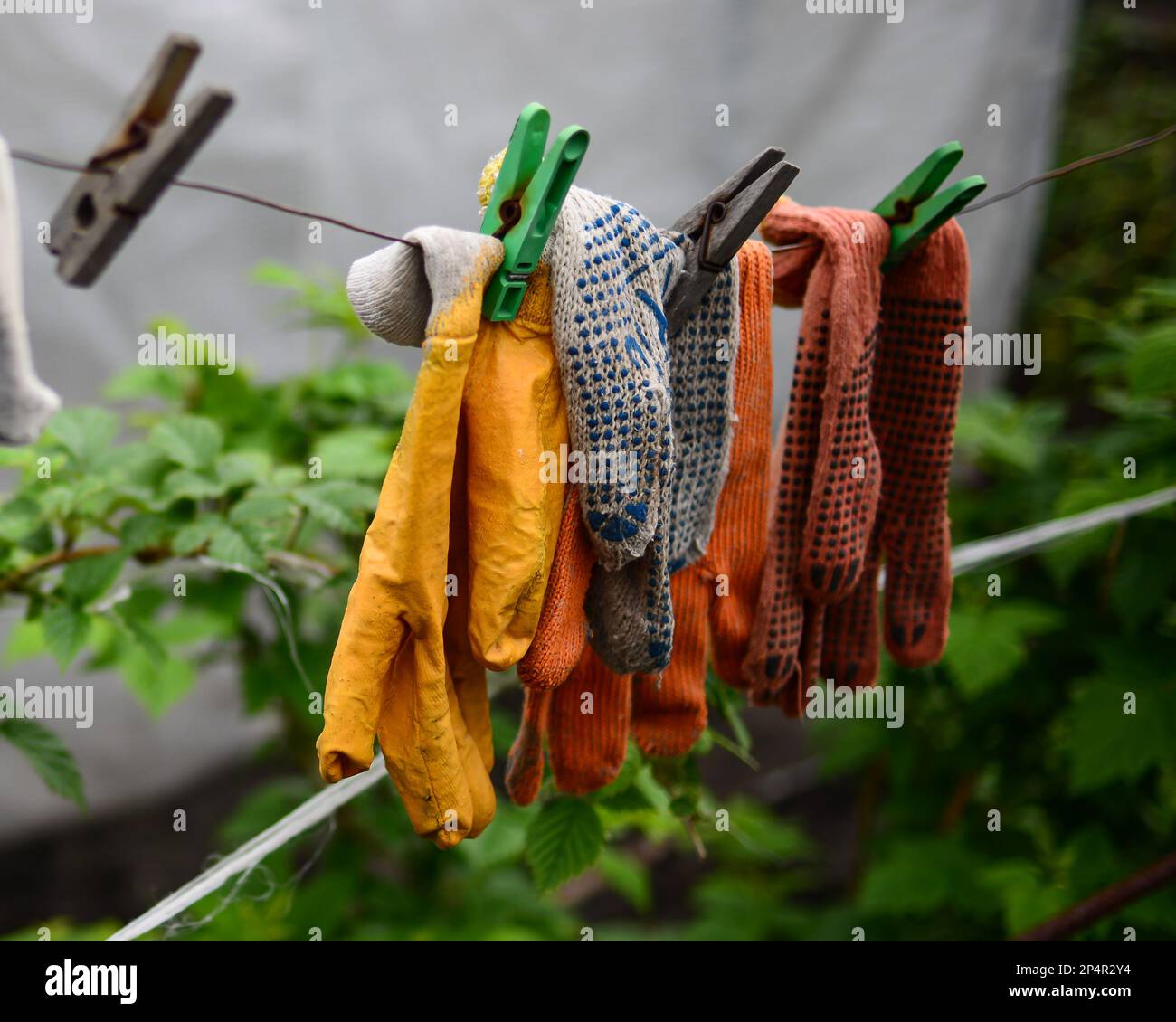 Alte Arbeitshandschuhe wurden gewaschen und an ein Seil gehängt. Stockfoto