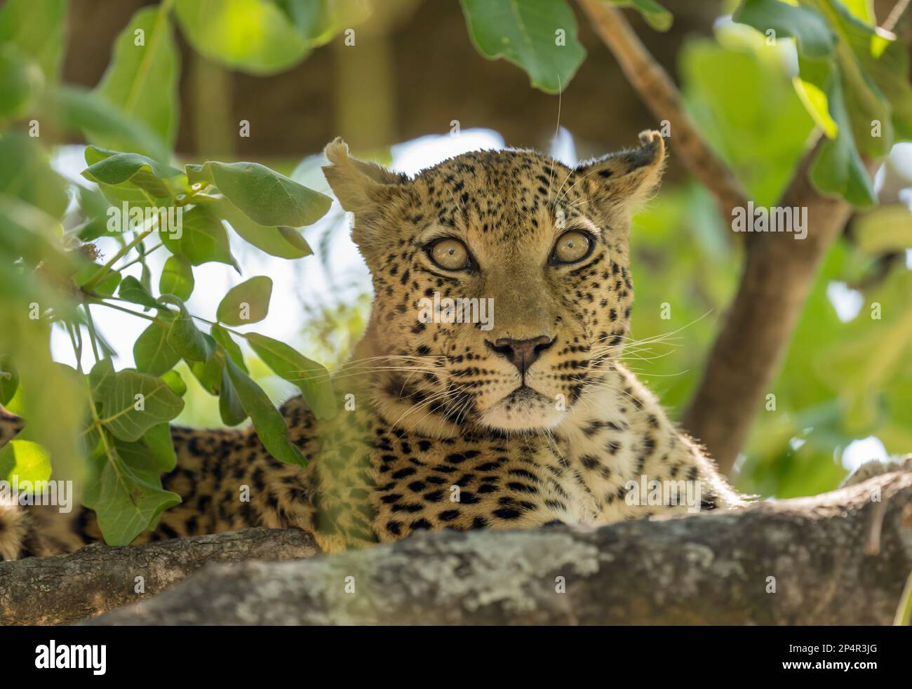Leopard auf einem grünen Ast im Botsuana Moremi Okawango Delta Stockfoto
