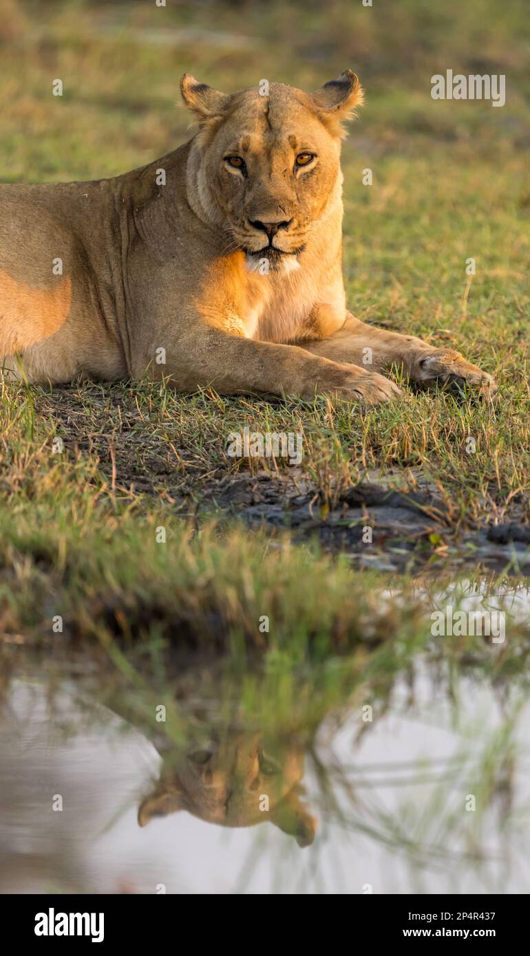 Löwe liegt am Khwai Fluss mit Spiegel im Wasser in Botswana Khwai Stockfoto