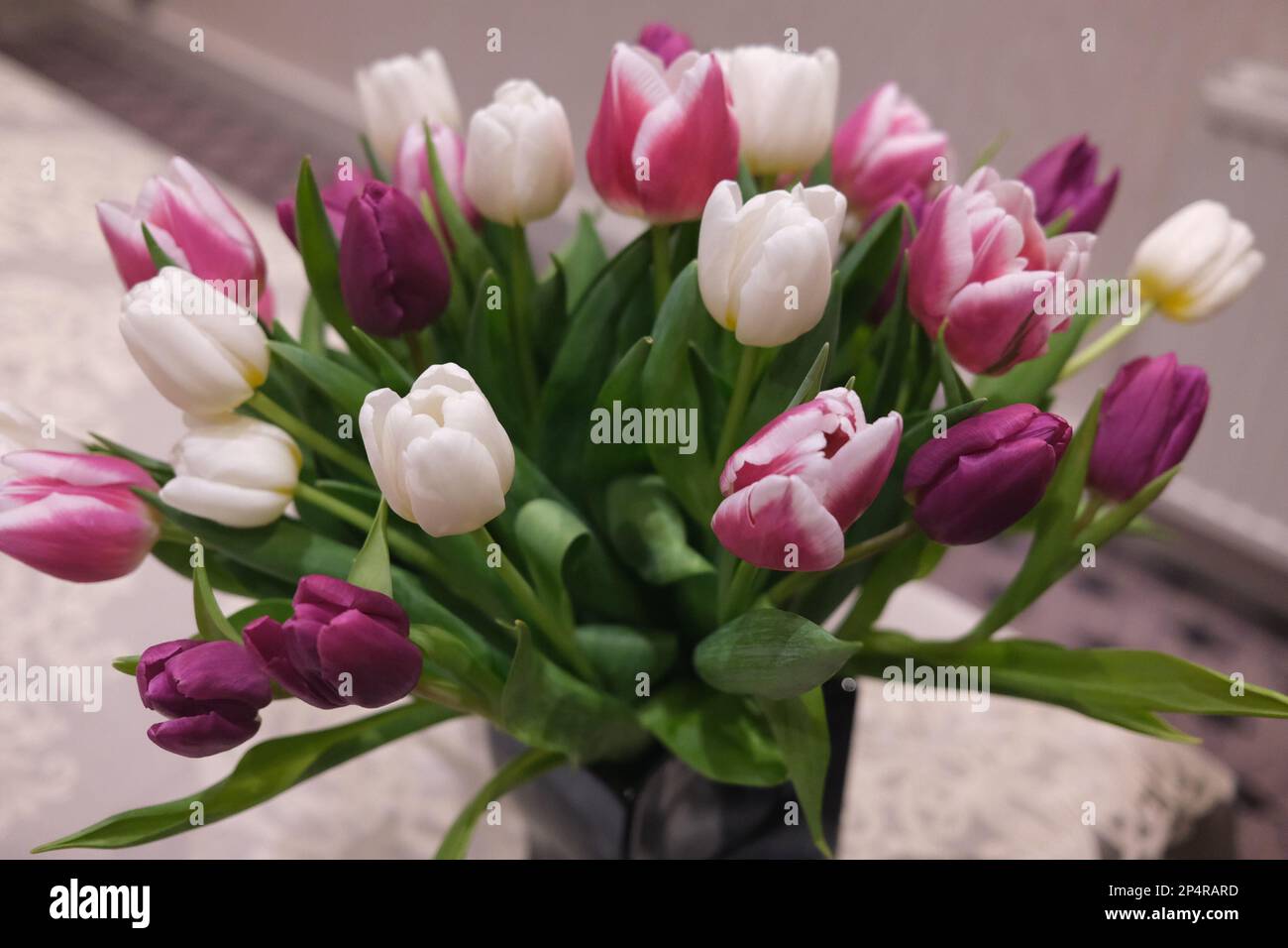 Ein seltenes und episches Beispiel für einen wunderschönen und symmetrisch angeordneten Strauß aus atemberaubend eleganten lila und weißen Tulpen, die in einer Vase sitzen Stockfoto