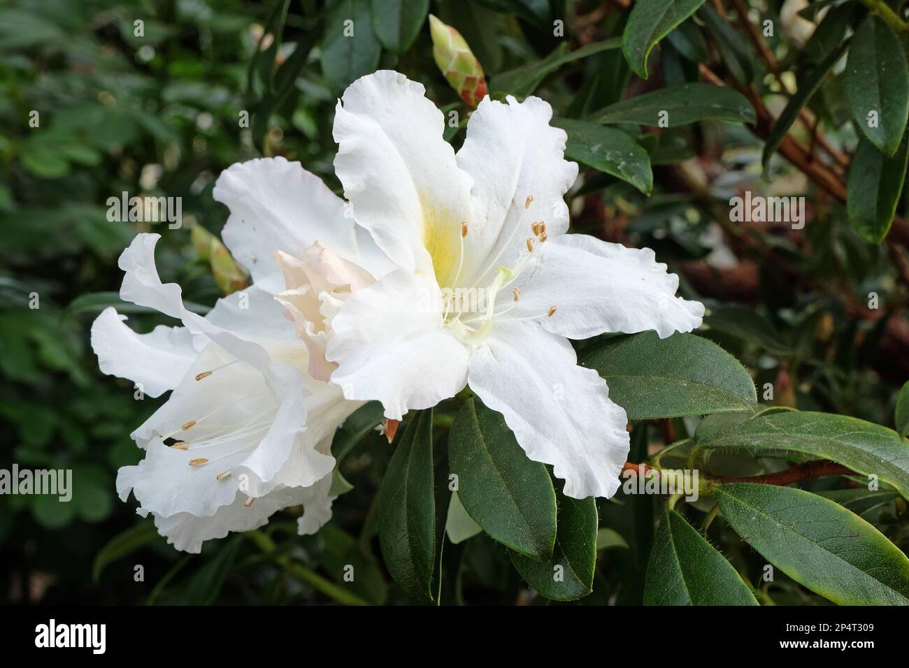 Weißes Rhododendron veitchianum in Blüte. Stockfoto