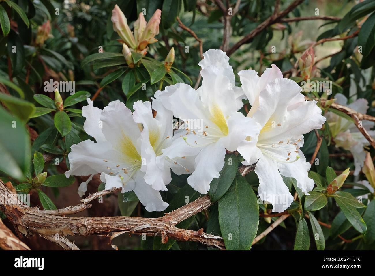 Weißes Rhododendron veitchianum in Blüte. Stockfoto
