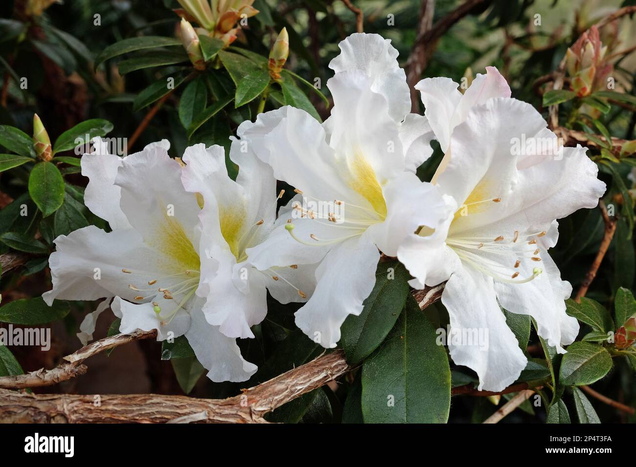 Weißes Rhododendron veitchianum in Blüte. Stockfoto