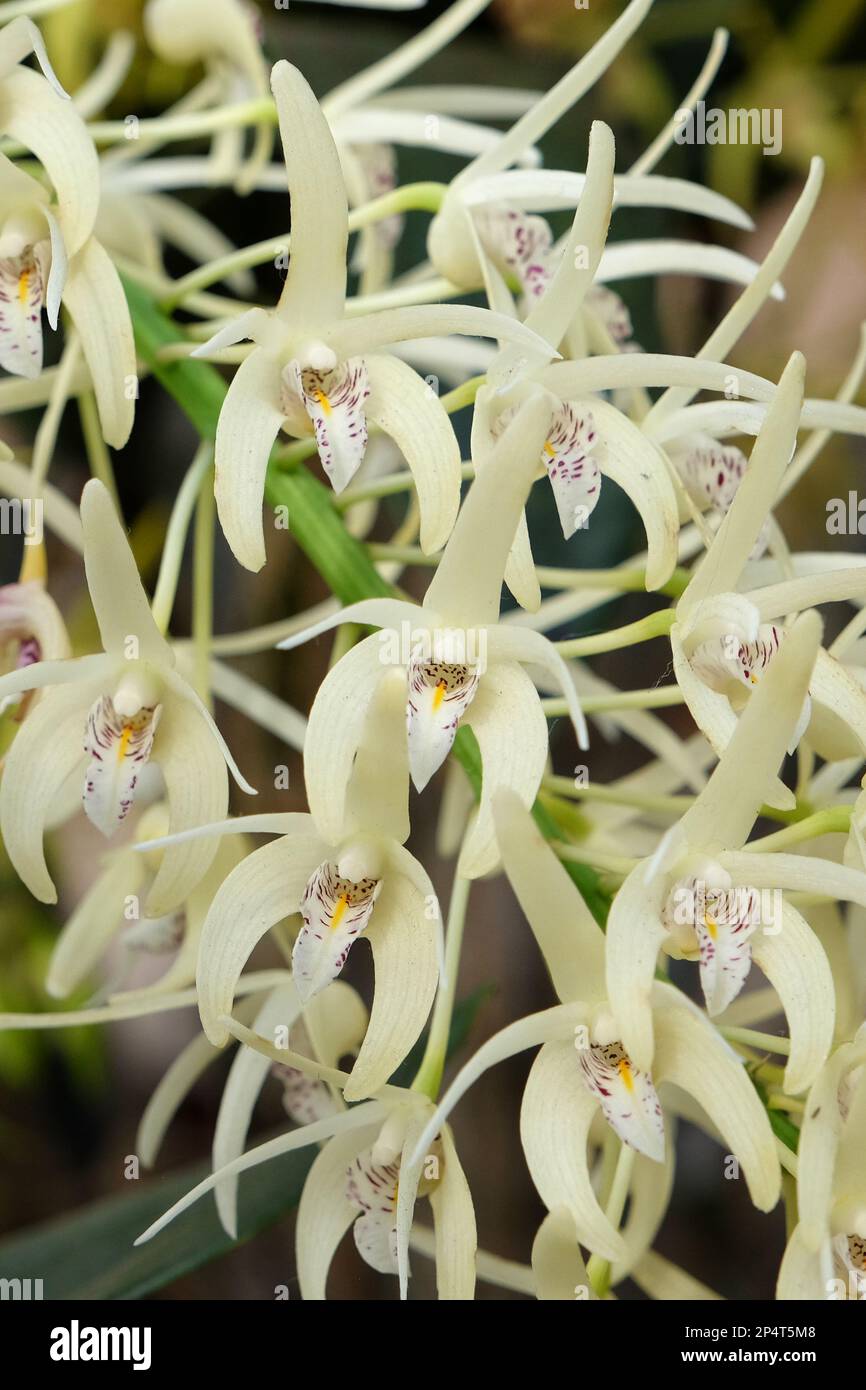 Dendrobium speciosum Orchidee in Blume. Stockfoto