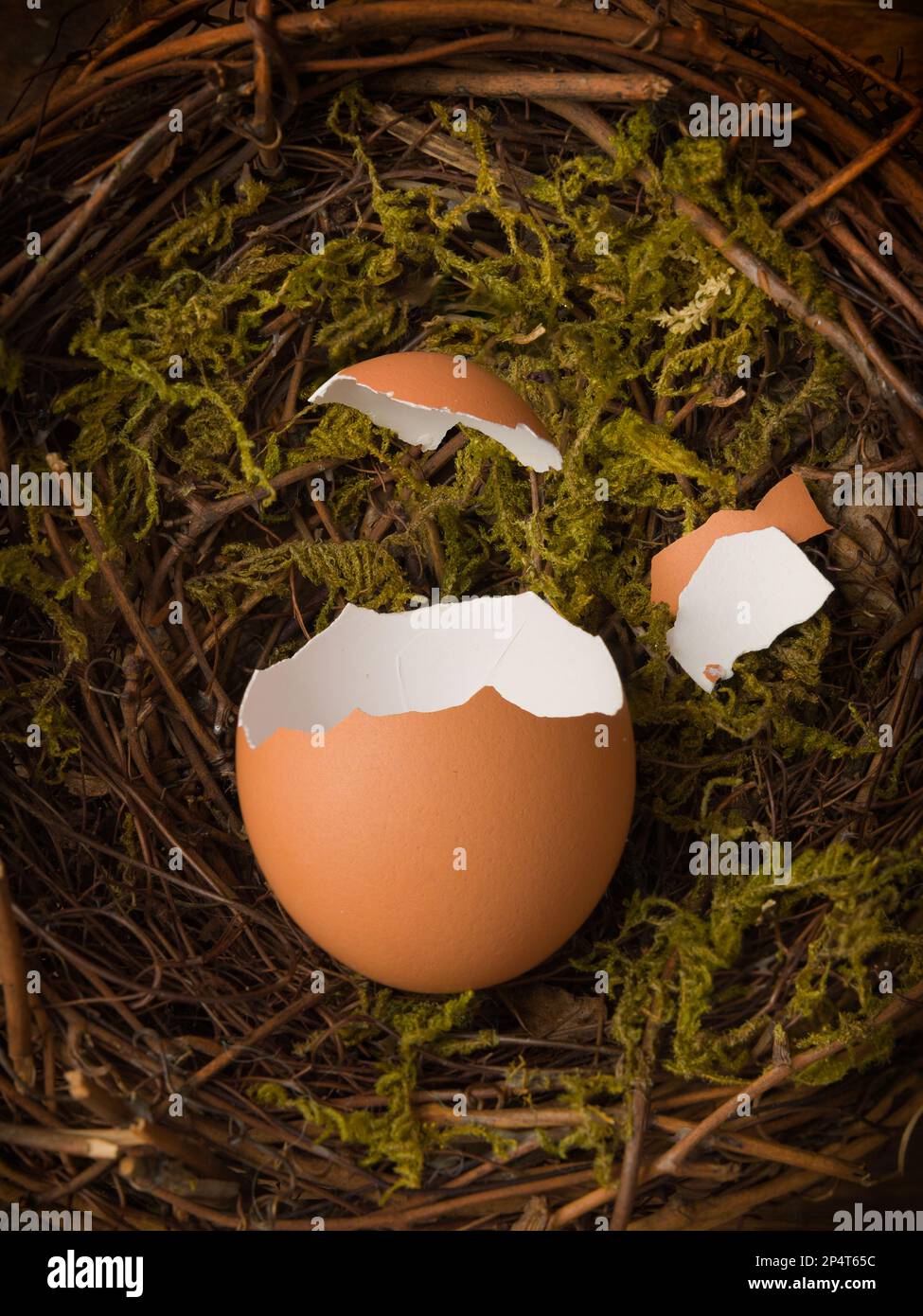 Leeres zerbrochenes Ei in einem Vogelnest, mit einer losen Eierschalen-Kappe. Dies ist für digitales Compositing geeignet. Stockfoto