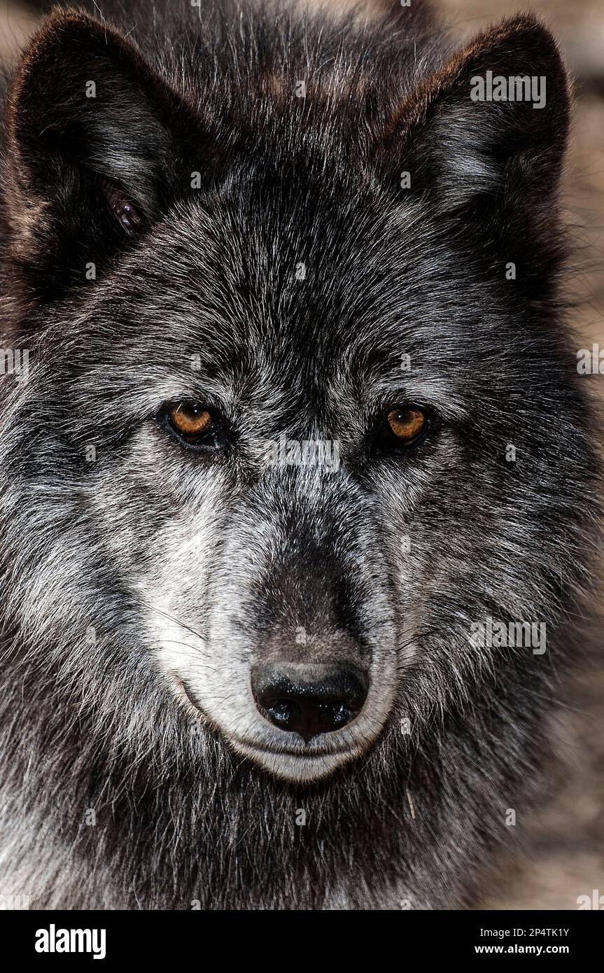 Gray Wolf gemischte Schokoladenfarbe Phasenlage Kamera Nahaufnahme des Gesichts, vertikal Stockfoto