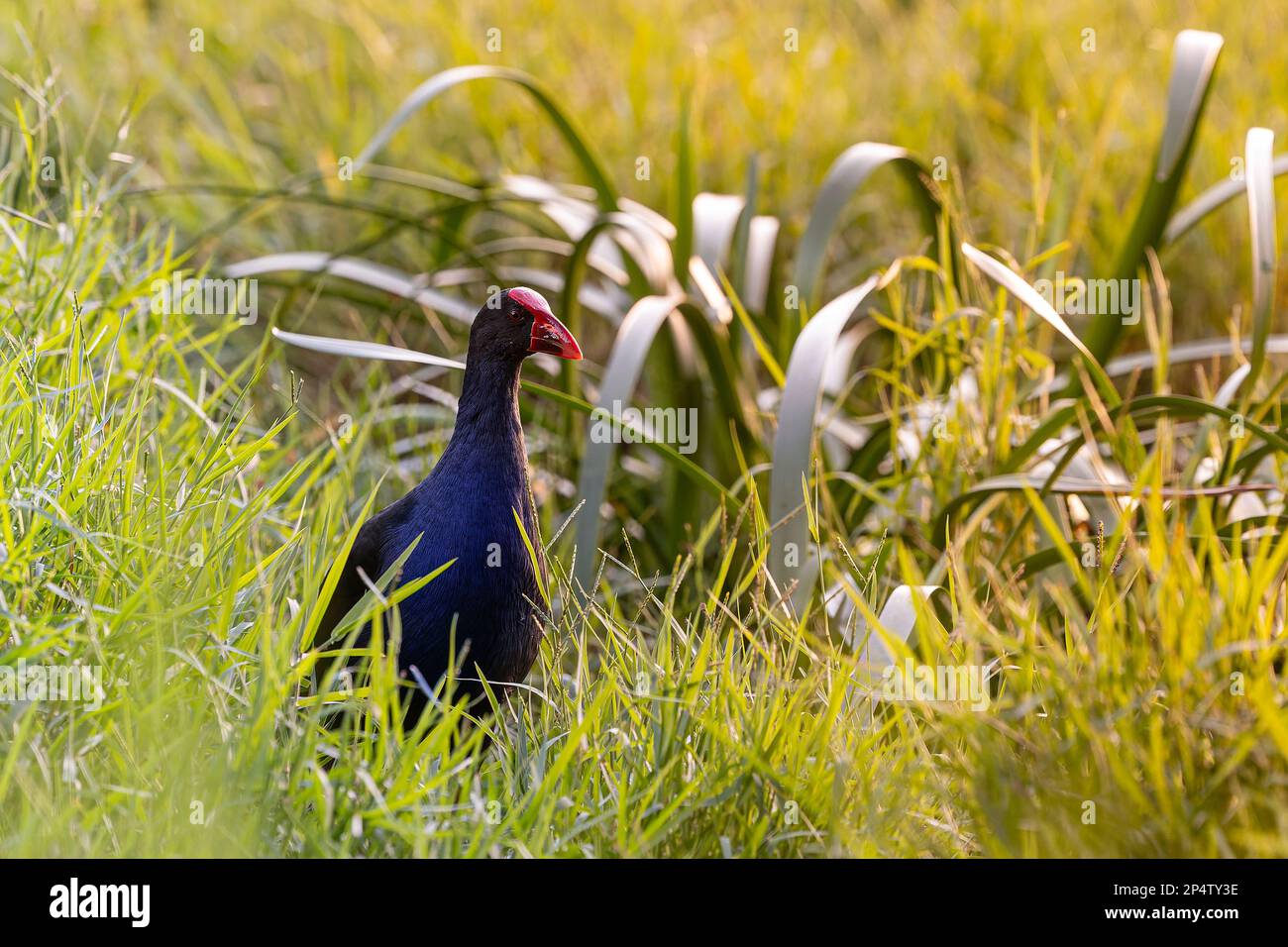 Ein australasischer Sumpf (Porphyrio melanotus), der am späten Nachmittag nach Nahrung im Gras und Schilf eines Feuchtgebiets sucht. Stockfoto