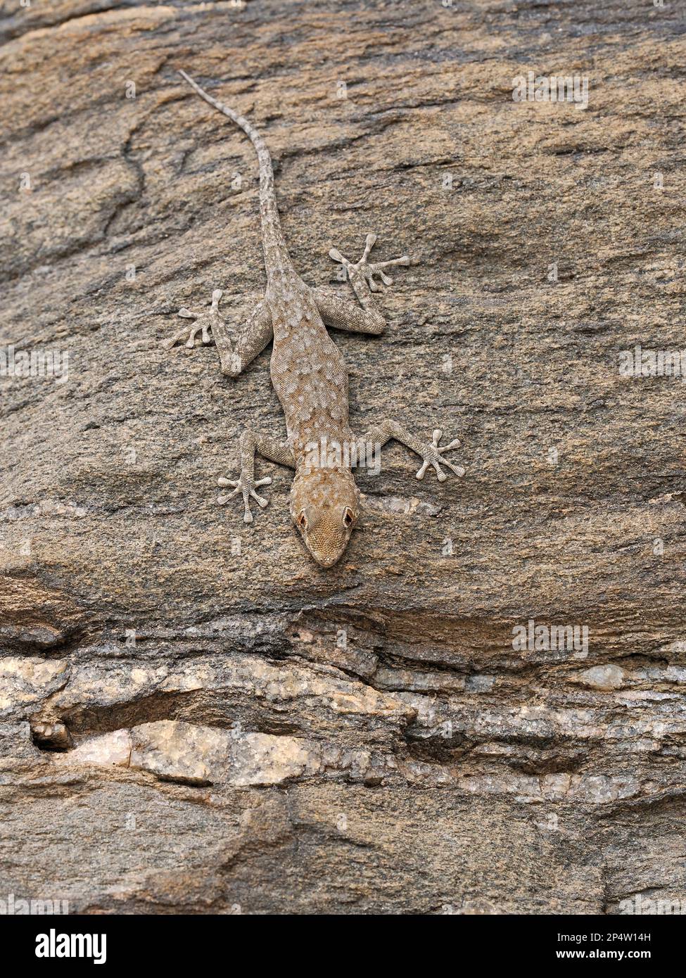 Bradfield's Namib Day Gecko (Rhoptropus bradfieldi) auf vertikaler Felswand, Namibia, Januar Stockfoto