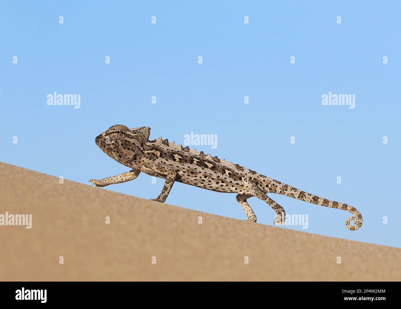 Namaqua Chameleon (Chamaeleo namaquensis) Erwachsener, der über die Sanddünen geht, Namibia, Januar Stockfoto