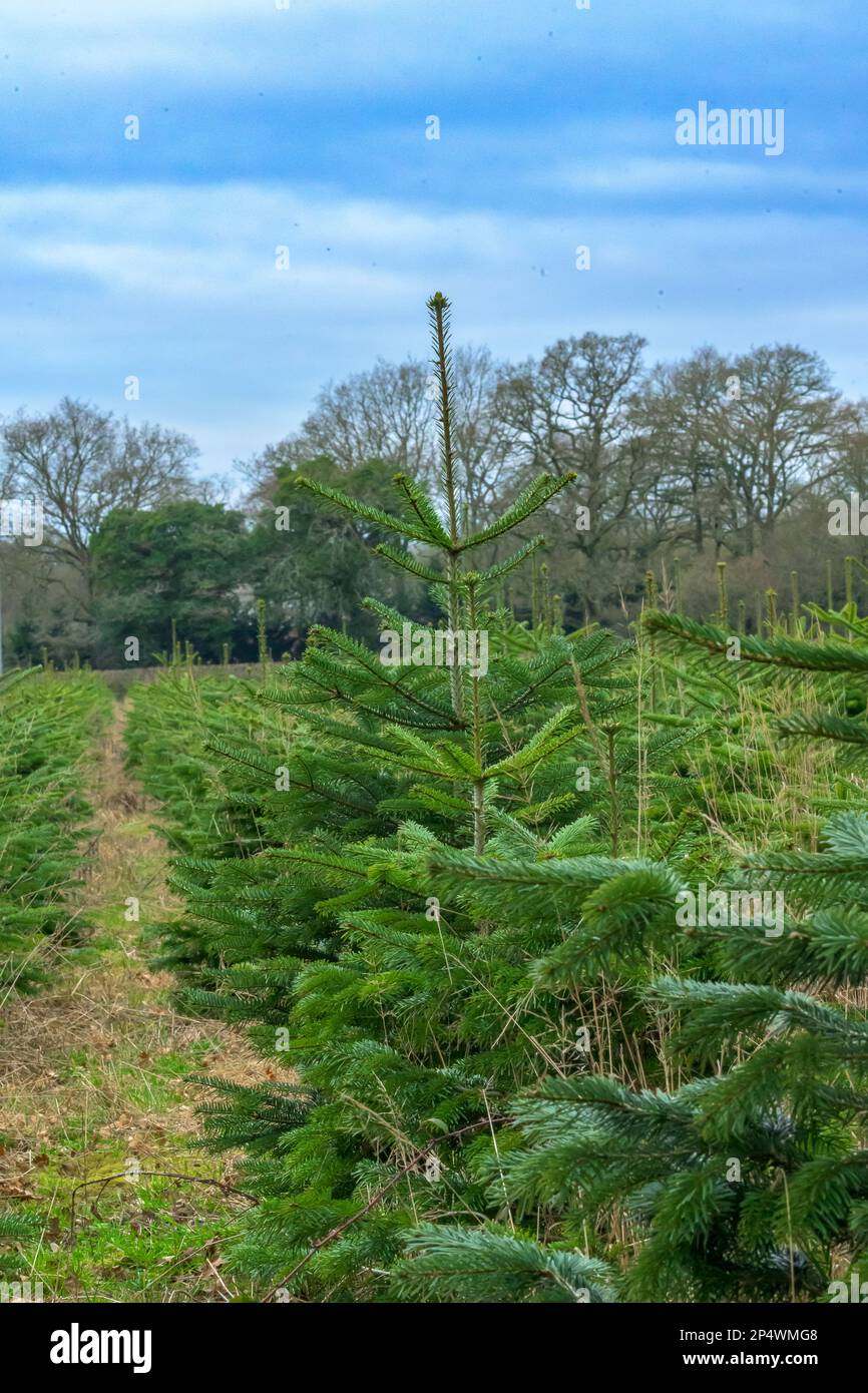 Reihen von Weihnachtsbäumen auf einer Christmass Bauernplantage Stockfoto