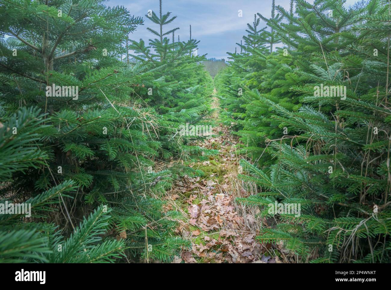 Reihen von Weihnachtsbäumen auf einer Christmass Bauernplantage Stockfoto