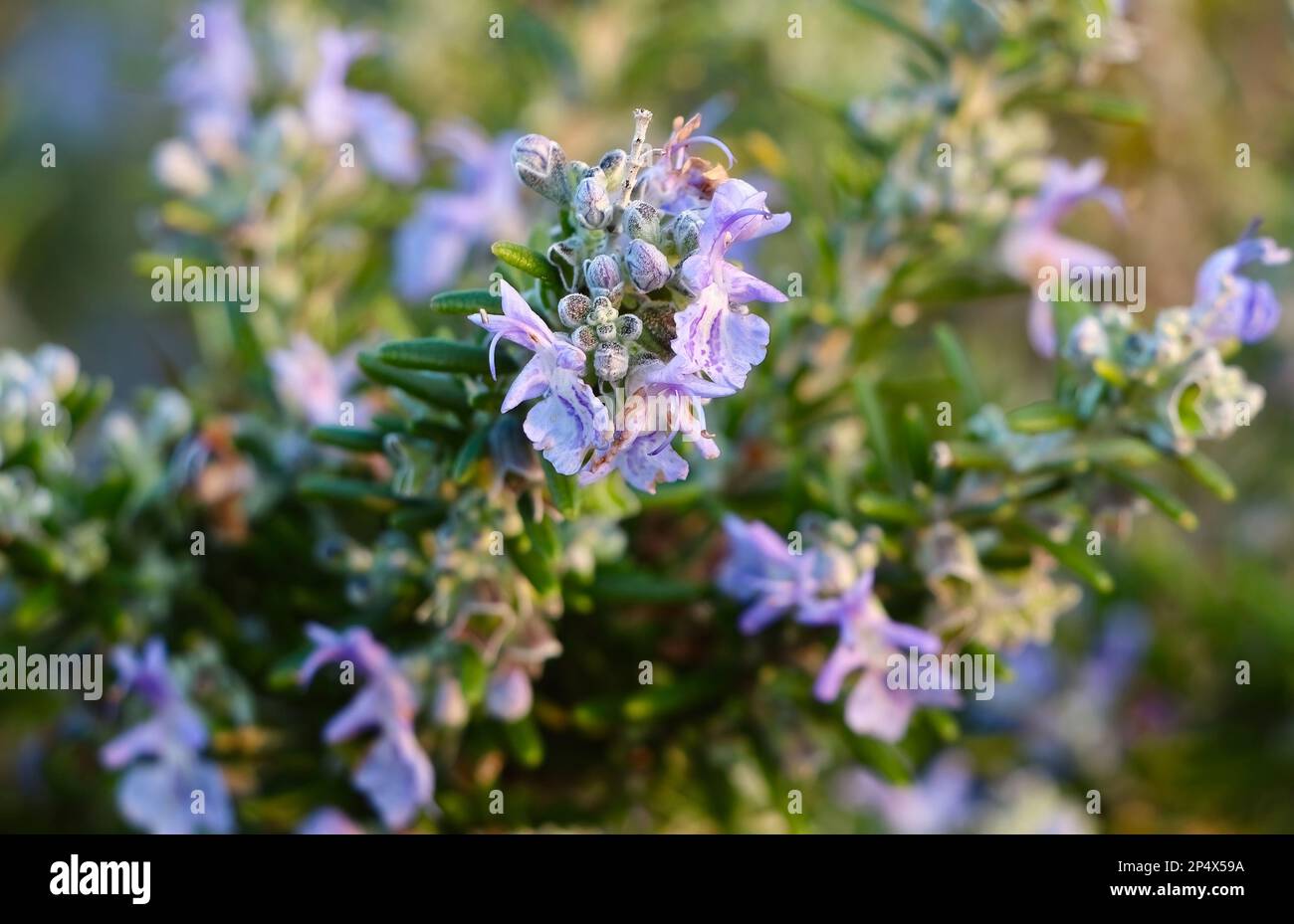 Nahaufnahme der violetten Rosmarin Blumen im Frühling Salvia rosmarinus Stockfoto