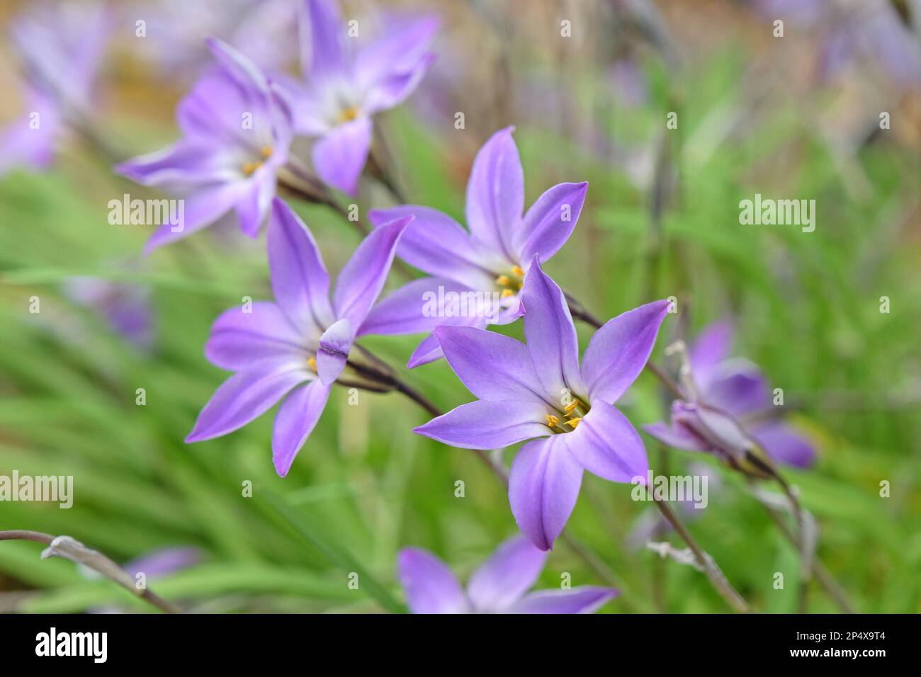 Ipheion Uniflorum, oder Frühlingssternenblume, "Froyle Mill" in Blume. Stockfoto