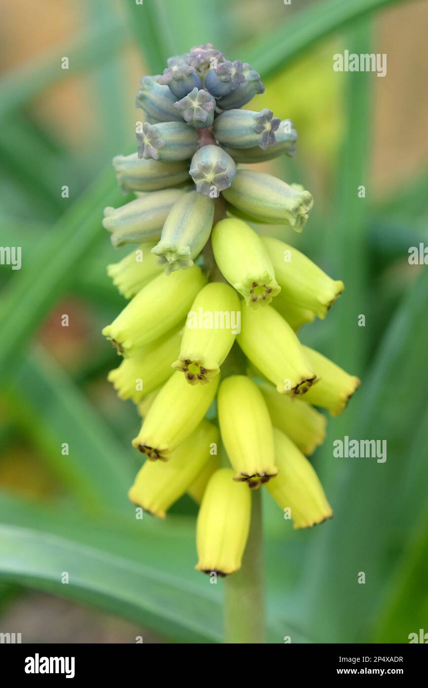 Muscari macrocarpum "Goldener Duft" in Blüte. Stockfoto