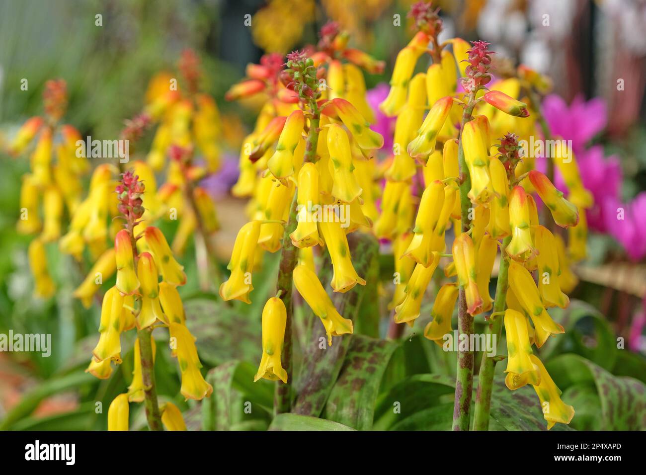 Lachenalia Tricolor Frangie oder Cape Cowslip, in Blume. Stockfoto