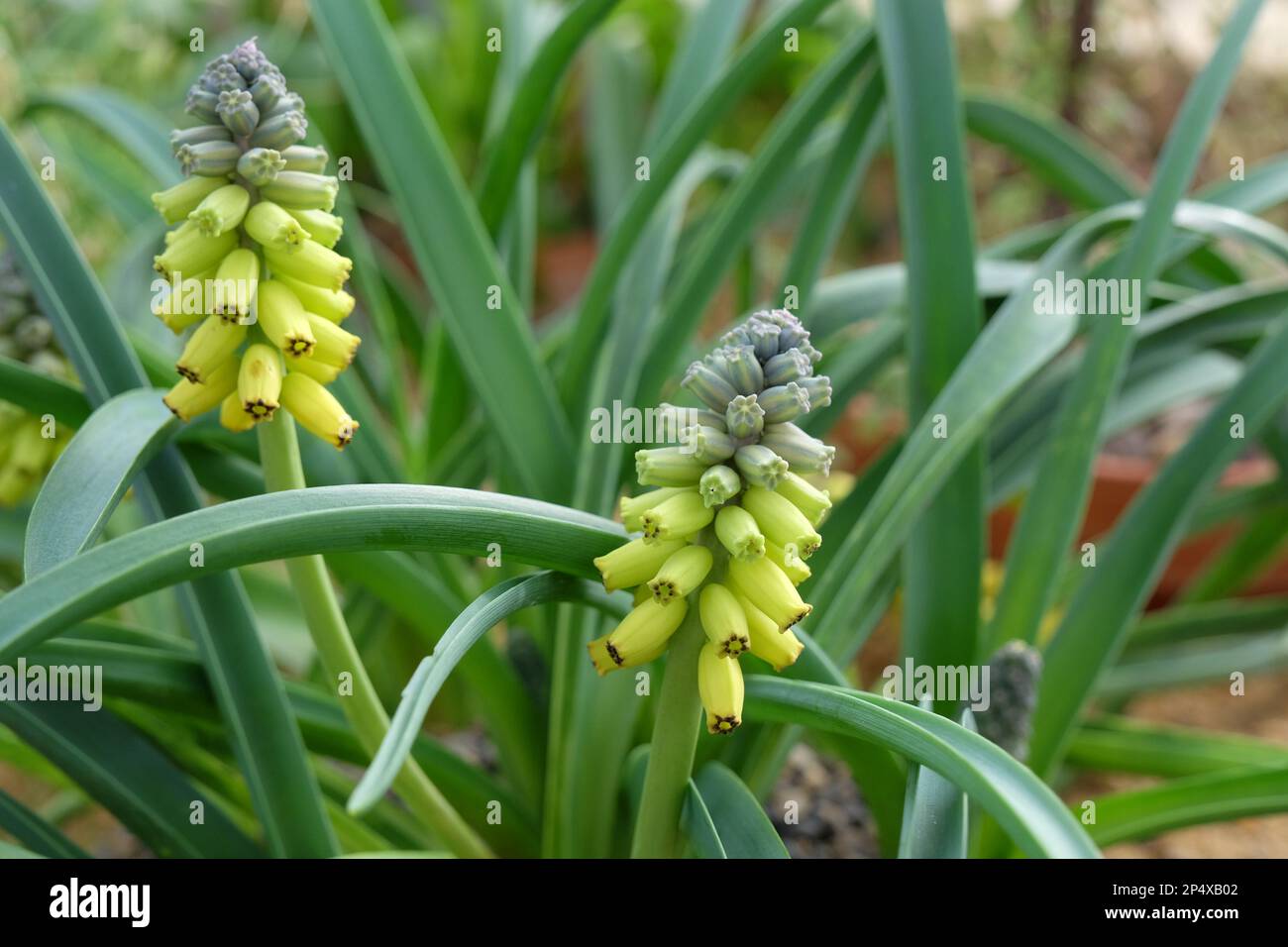 Muscari macrocarpum "Goldener Duft" in Blüte. Stockfoto