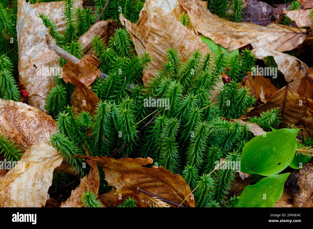 Lycopodium Annotinum (steifes Klubmoss), Adirondack Forest Preserve, New York Stockfoto