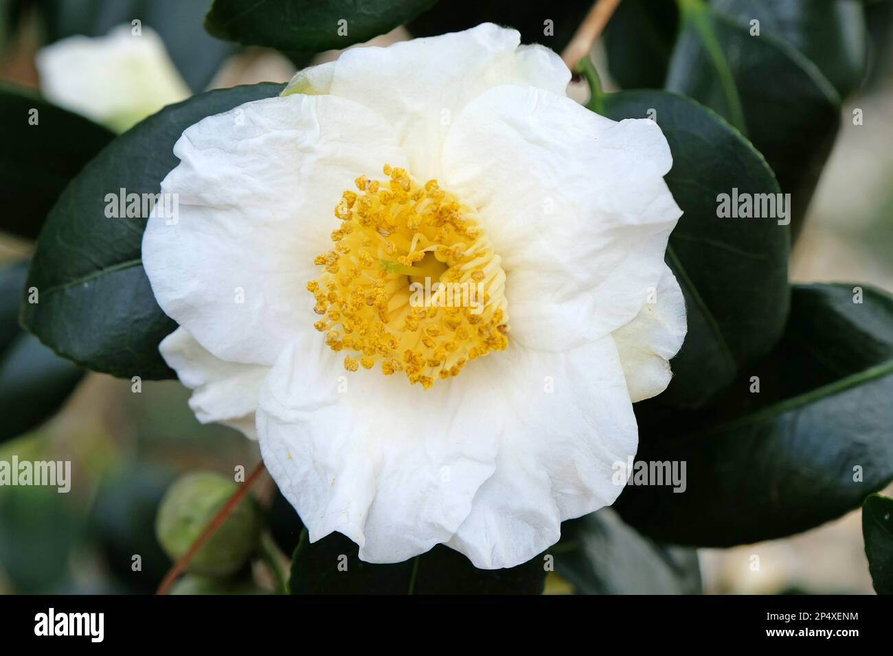 Camellia japonica „Yukimi Guruma“ in Blüte. Stockfoto