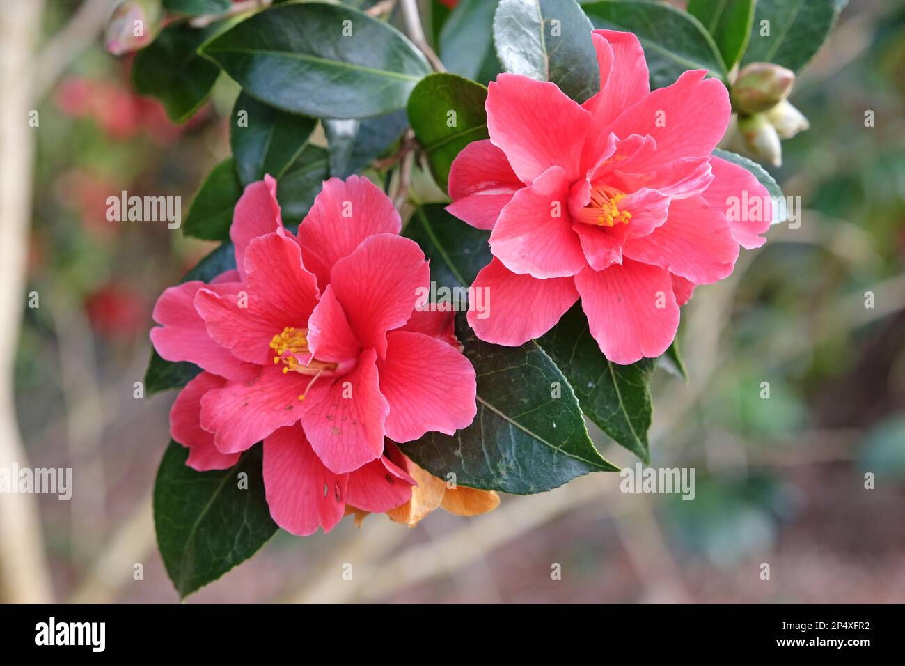 Halb-Doppel-Kamelie „Freedom Bell“ in Blume. Stockfoto